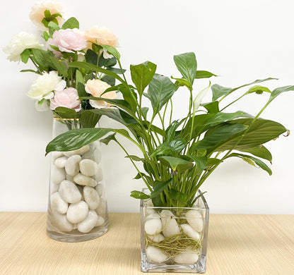 FANTIAN 20 lbs White River Rocks, 1-2 Inch Polished Pebbles for Indoor Plants, Decorative White Stones for Plants, Vase, Aquarium, Fish Tank, Landscaping and Garden