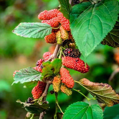 3-Pack Mulberry Plants Live for Planting, 5-9” Tall, Sweet Mulberries Trees Live (Red Mulberry)