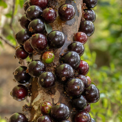Jaboticaba Tree Live Plant for Growing Outdoor 10 to 12 Inch Tall