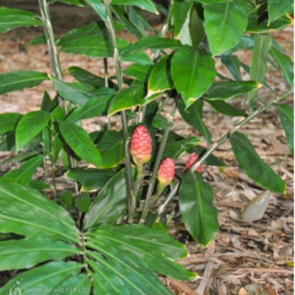 Pack 8 Awapuhi Shampoo Ginger Roots, Zingiber Zerumbet Pinecone Ginger Rhizomes to Grow