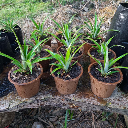 02 Pineapple Plants Live for Outdoor Full Sun Spring Planting, Cold Hardy Fruit Tree Starter from 4-6" in Tall, No Pot (Elite Gold Pineapple)