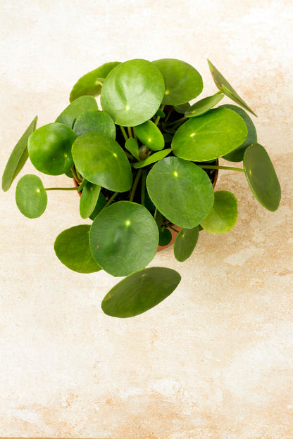Hirt's Gardens Chinese Money Plant - Pilea peperomioides - 4" Pot