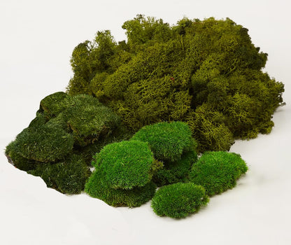 Prefleur Large Natural Green Decorative Moss Reindeer Vase & Bowl Filler|Preserved Leaves, Ferns, Dried Plant Christmas Wedding Party Decor(Christmas-1)