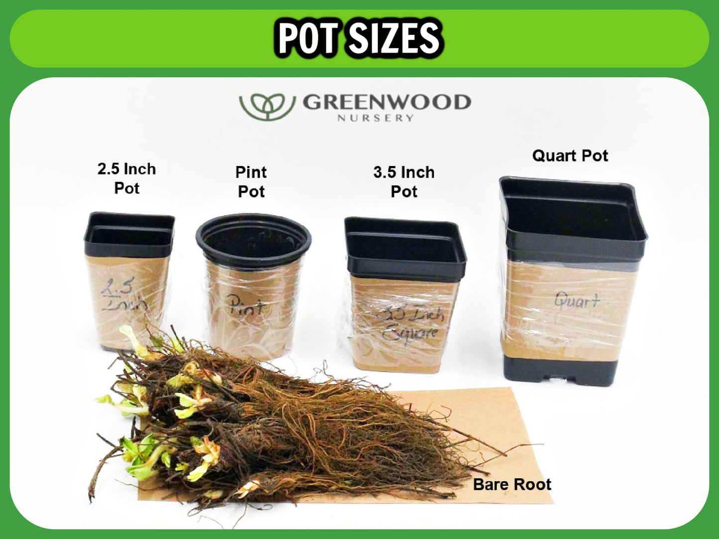 Greenwood Nursery: Live Perennial Plants - Munstead Lavender + Lavandula Angustifolia - [Qty: 2X 3.5 Pots] - (Click for Other Available Plants/Quantities)