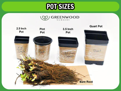 Greenwood Nursery: Live Trees - Nellie R. Stevens Holly Tree + Ilex X - [Qty: 1x 2.5 Pot] - (Click for Other Available Plants/Quantities)