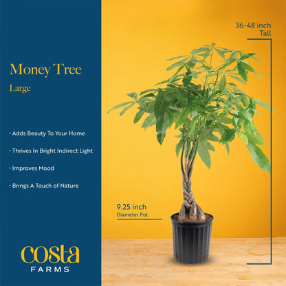 Costa Farms Live Money Tree (Pachira Aquatica), 3-4 Feet Tall, Large Indoor Plant with Braided Trunk, Easy Care Floor Plant in 10-Inch Decor Pot, Pet Friendly Housewarming Gift & Office Decor