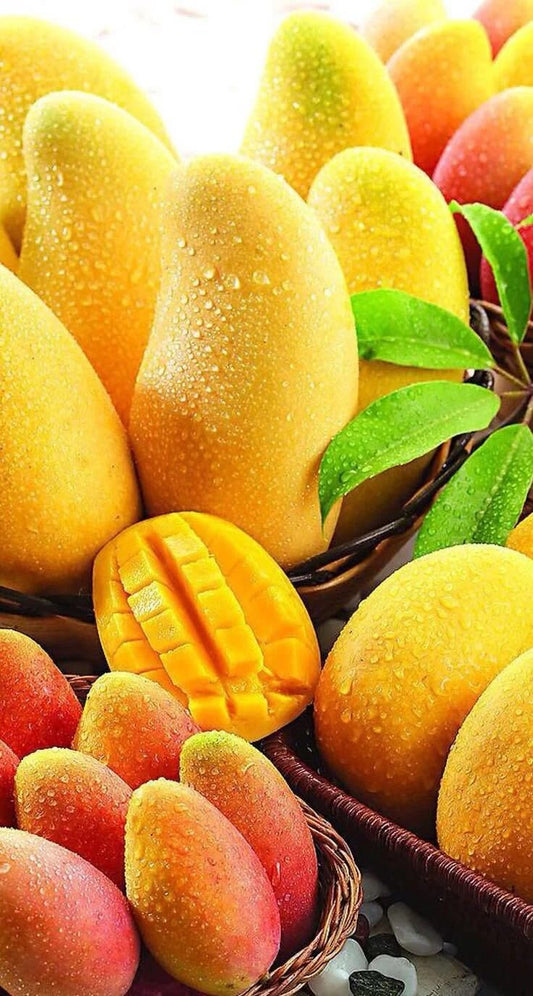 Live Plant - Grafted Glenn Mango Live Tree 1-3ft