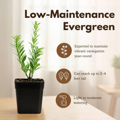 Variegated Boxwood Bonsai Starter Plant, Live Buxus Evergreen Shrub, Container Patio Accent Garden Plant 2 Inch Pot (1)