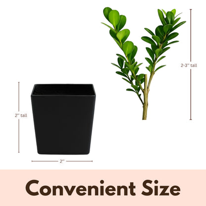MyShelfie - Bonsai Starter Tree Plant Gift, Japanese Boxwood Topiary Evergreen Shrub Hedge, 2 in Pot