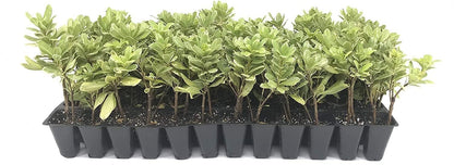 Variegated Pittosporum | 40 Live Plants | Pittosporum Tobria Variegatum | Evergreen Border Accent Hedge Shrub