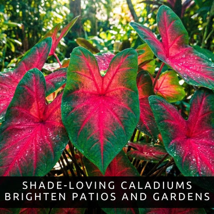 Scarlet Arrow Caladium Bulbs – 6 Premium Indoor Plants, Vibrant Red & White Foliage, Easy to Grow, Ideal for Homes, Patios, Gardens, Low Maintenance, Tropical Decor (6 Bulbs)