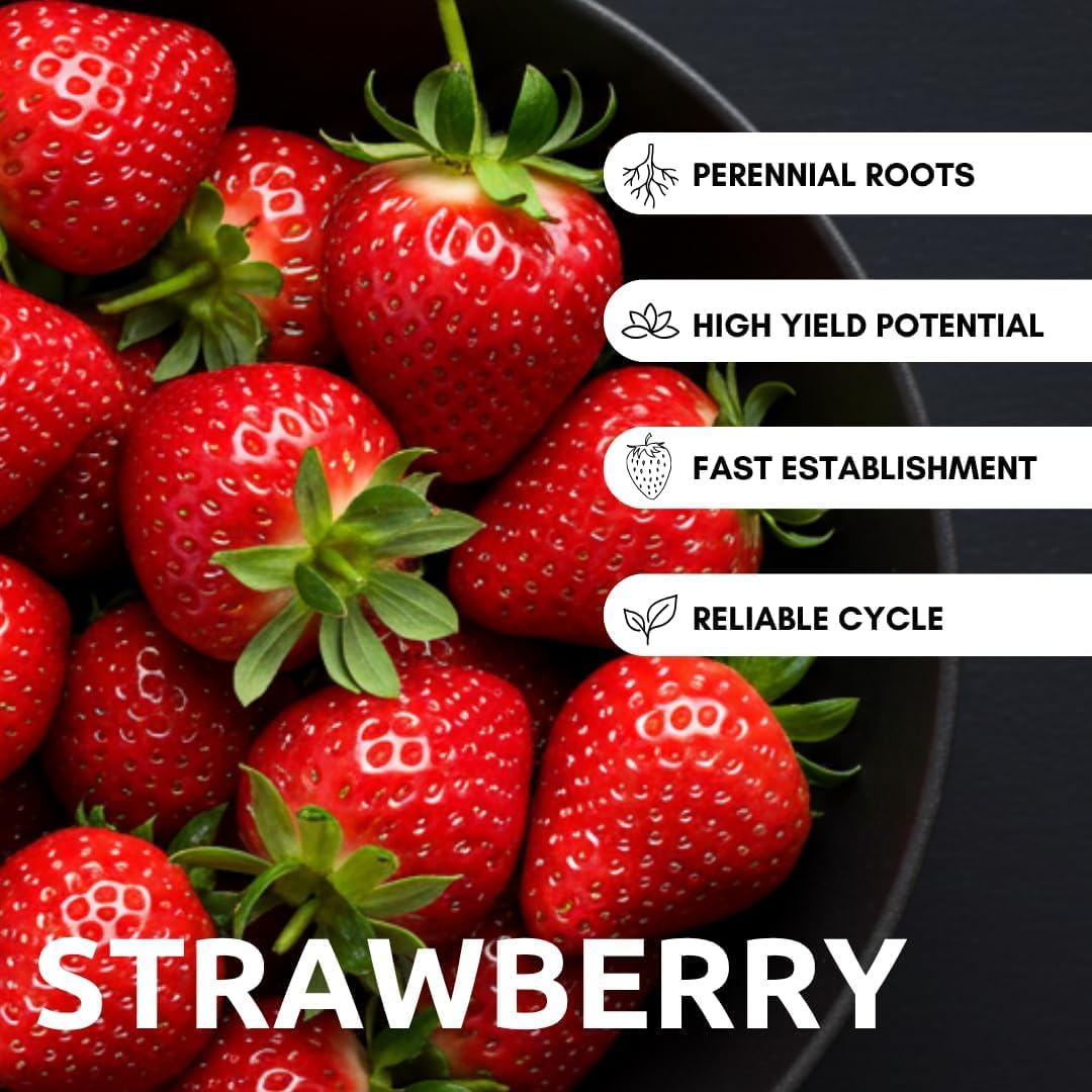 San Andreas Strawberry Plants – Day-Neutral Everbearing Strawberry Plants, High-Yield Sweet Berries, Non-GMO Live Strawberry Starts for Garden, Raised Beds, Containers (5 Plants)