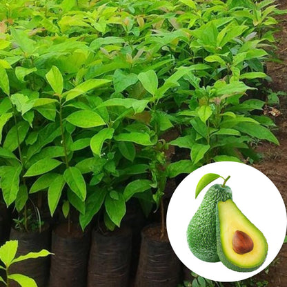 8"-11" Avocado Trees Live Plants in Half Gallon Pot, Avocado Plant, Winter Hardy, 1 Year Old Tree