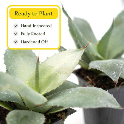 2 Artichoke Agave Succulents (Agave parryi VAR. truncata) | Live Evergreen Plant with Blue-Gray Rosette Form | Drought-Tolerant & Cold-Hardy for Landscaping, Rock Gardens & Containers in 3.5" Cubes