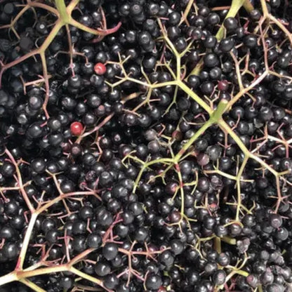 2 Elderberry Bushes Live Plants, 9 Months Old 5-9" in Tall Seedling, Elderberry Plants Live for Planting, Cold Hardy, Zones 3-8