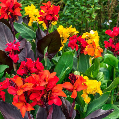 Votaniki Mix Canna Lily Bulbs - Long Lasting Blooms, Perennial Canna Bulb for Planting | Stunning Garden Display - Easy to Grow and Low Maintenance (4 Pack)