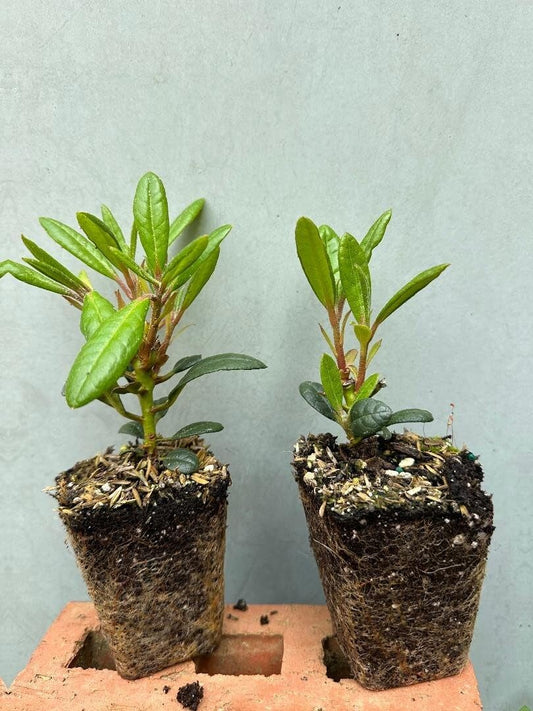 Live Plant - HOLDEN'S Solar Flair RhododendronWell Rooted Starter Plant