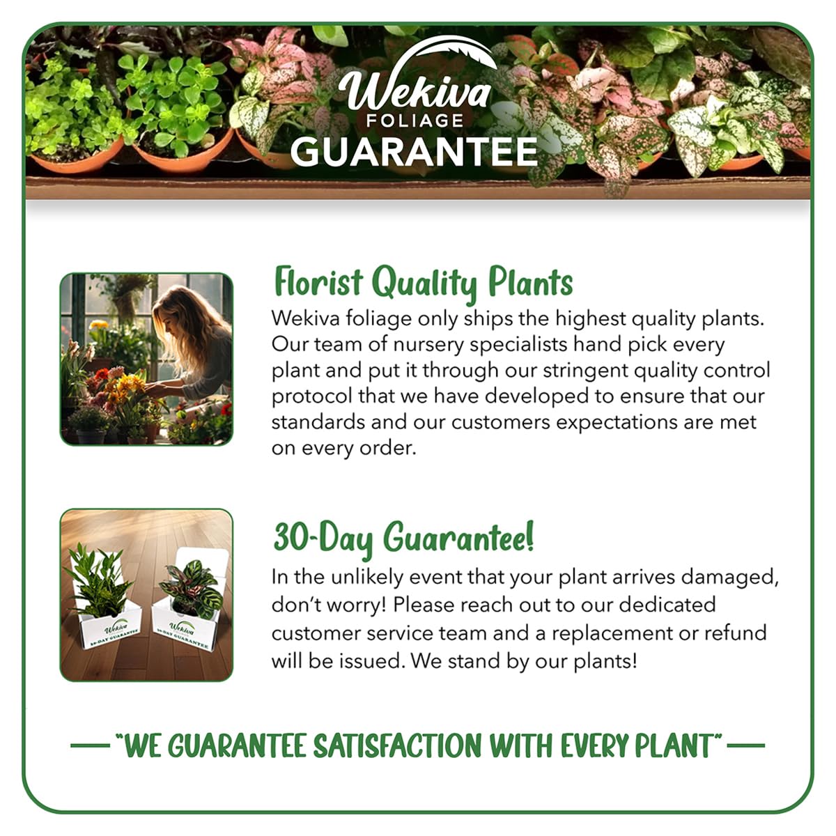 Philodendron Brasil Hanging Basket - Live Plant in an 8 Inch Hanging Basket - Rare and Elegant Indoor Houseplant - Variegated Tropical Masterpiece
