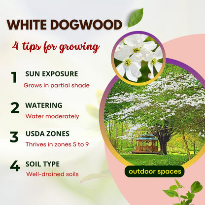 White Dogwood Tree Live Plant in Quart Pot, 8-10 Inches Tall, Dogwood Trees, White Flower for Spring Blooms