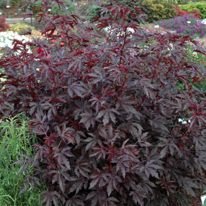 2 Cranberry Hibiscus Live Plants, 4–6 Inch Tall, Ornamental Flowering Plants for Garden, Patio, and Container Growing