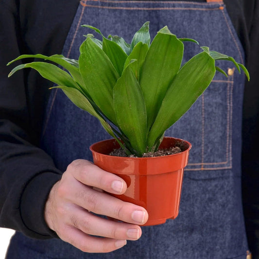 Dracaena Janet Craig | Live Plant for Indoor & Outdoor | for Living Room, Office, Bathroom | (3" Pot)