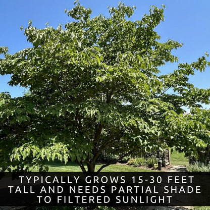 White Flowering Dogwood Trees Live – Cornus Florida – Ornamental Flowering Trees – Spring Blooms & Landscape Trees – Bare Root for Outdoor Planting (3 Trees)