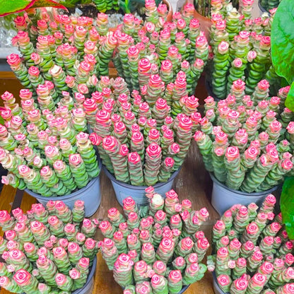 String of Buttons Live Plants, Easy Indoor Trailing Succulent in 2.5" Pot, Hanging Succulent Houseplant Indoor Outdoor Planting