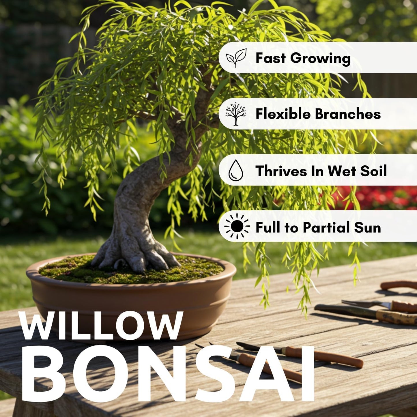 Dwarf American Weeping Willow Bonsai Tree Cutting to Grow - Fast Growing, Indoor/Outdoor Bonsai Material