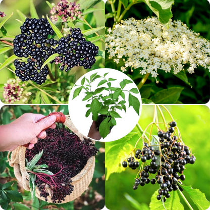 2 American Elderberry Bush Live Plants 6 to 12 Inch Tall, Black Elderberry Plants Live for Planting, Sweet Elderberries Fruit Tree Live Plant