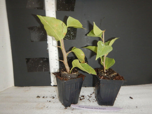 Live Plant - Royale Purple Bougainvillea Small Well Rooted Starter Plant