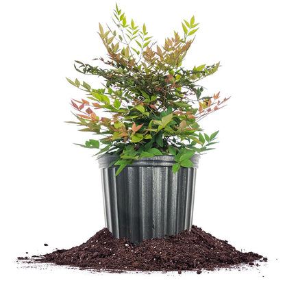 Perfect Plants Gulfstream Nandina 1 Gal. Pot | Heavenly Bamboo | Low Maintenance | Vibrant Color Changing Foliage
