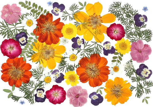 48 Pcs Mix Natural Dried Pressed Flowers for Crafts & Cake Decorating, Real Dry Flower for Cocktails, Resin Jewelry Making, DIY Art Crafts (Muticolor)