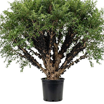Sweet Black Jaboticaba Tree Live Plant, 2-3 Feet Tall, Jaboticaba Fruit Plants Live in 3 Gallon Pot, Jabuticaba Grapetree for Planting Outdoor Indoor, No Ship to CA