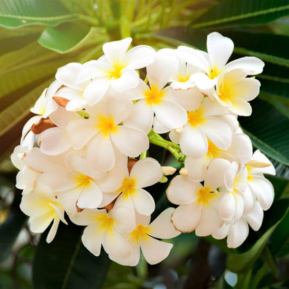 4 White Hawaiian Frangipani Plumeria Tree Plant Cuttings PT54 Discount Hawaiian Gifts