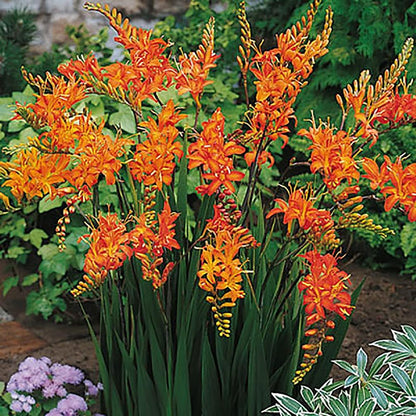 5 Lucifer Crocosmia Blubs - Grows 30-48" Tall.