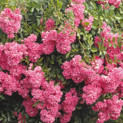 Heirloom Roses Rose Plant - Super Dorothy® Pink Rose Bush, Climbing Rose Live Plant for Planting Outdoors