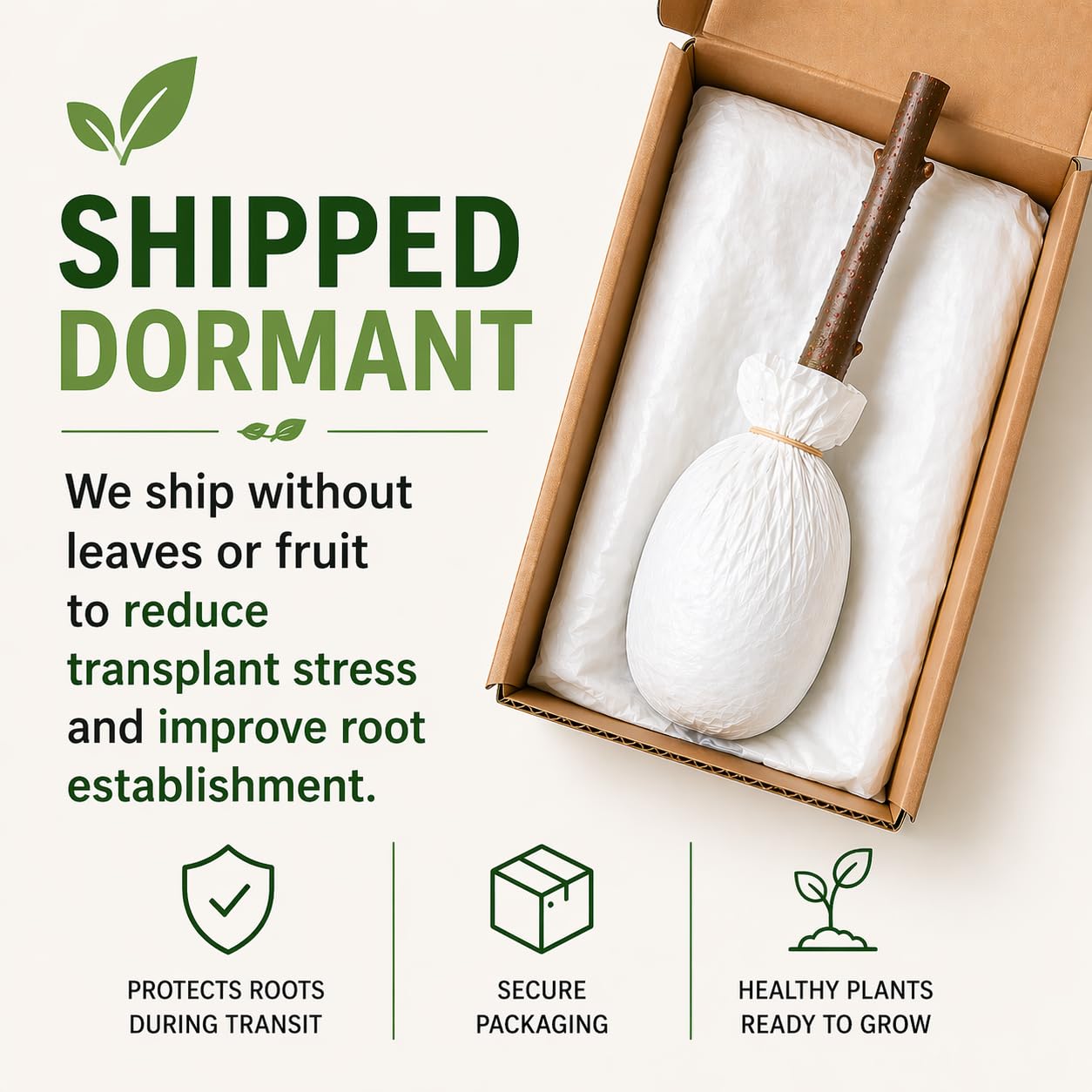 3 Black Cherry Fruit Tree Live Plants - Prunus serotina, Great for Home and Garden Yards Planting - Native Edible Cherry Shade Tree (3 Rooted Tree Plants)