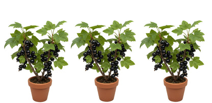 3 Black Currant Plants Live Seedlings | Edible Berry Bushes | Cold Hardy Fruit Shrubs | Outdoor Garden Planting | Backyard Landscaping (3 Seedlings)