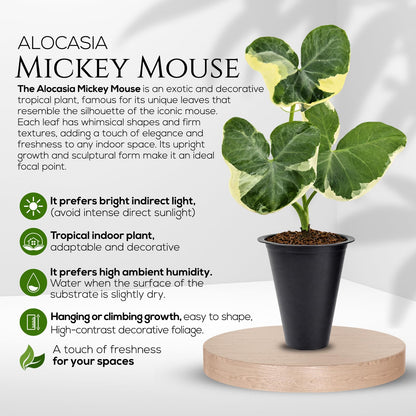 Alocasia Mickey Mouse (4 Pack) Live Plant,Rare Indoor Alocasia, Elephant Ear Houseplant,Unique Mickey Mouse Leaf Shape Plant,Tropical Houseplant Live, Starter Size Alocasia Plant for Indoor Home Decor