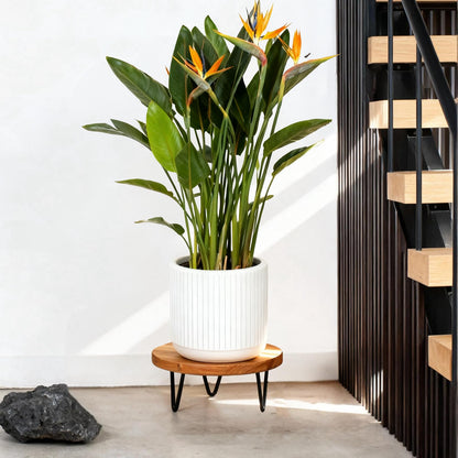 jubilander Wood Plant Stand, Wooden Round Plant Stand for Indoor Plants, Modern Plant Holder for Succulent Plant Nursery Pot Flower Pot (S+M+L)