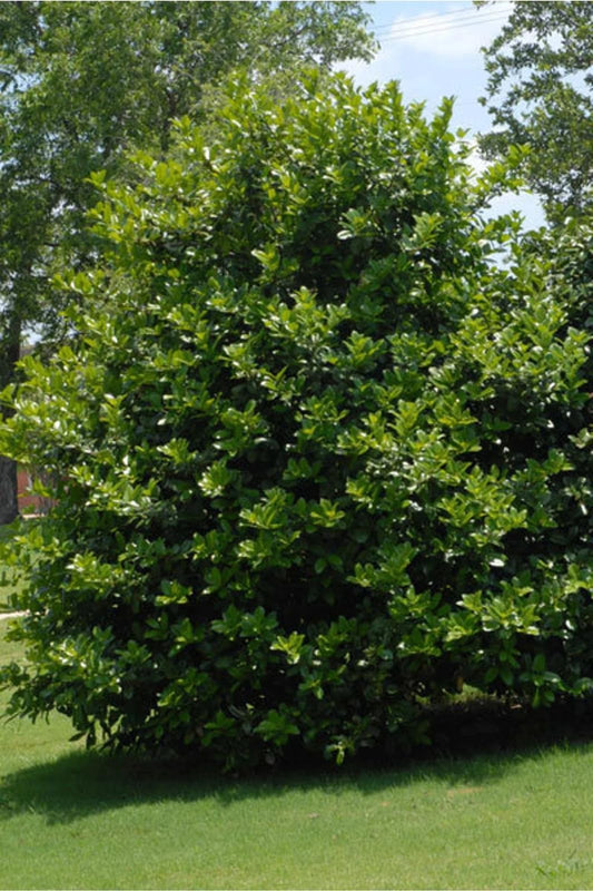 Live Plant - 2 Needlepoint Holly Shrubs/Hedges – 12" Tall Seedlings – Live Plants - 3" Pots