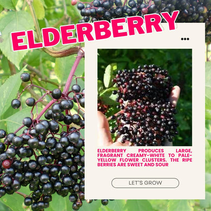 1 American Elderberry Plant Live, 7-11 Inch Height, Black Elderberry Bush Shrub to Grow Home Garden