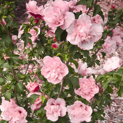 2 Rose of Sharon Tree Live Plant - Pink Althea, 1–2 Feet Tall Pink Hibiscus Syriacus, Flowering Shrubs for Outdoor Planting and Garden Beds, Dormant Plant