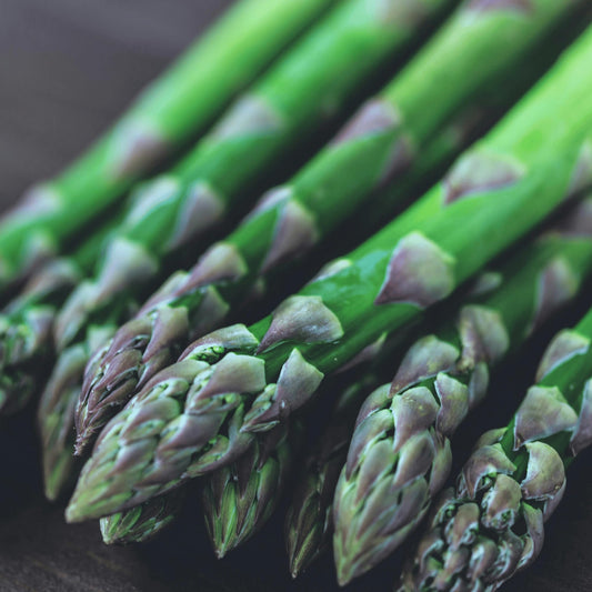Jersey Knight Asparagus Roots - Hardy and High Yielding, 2yr Bare Root Asparagus Crowns from Hand Picked Nursery (25)