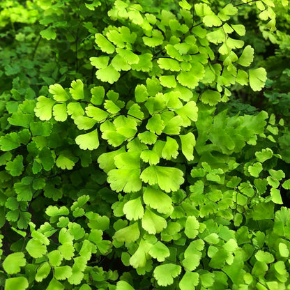 5 Fern Rhizomes, Maidenhair Fern Plants Live, Live Fern Plants, Fern Ground Cover Plants Live, Fern Live Plants, 5 Roots