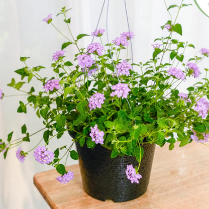 Mixed 4 Lantana Plants Live for Planting Outdoor, Lantana Trees or Trailing, Ready to Bloom, Hardy, Long Blooming Vibrant Perennial, 4-6" in Tall Spring Growing