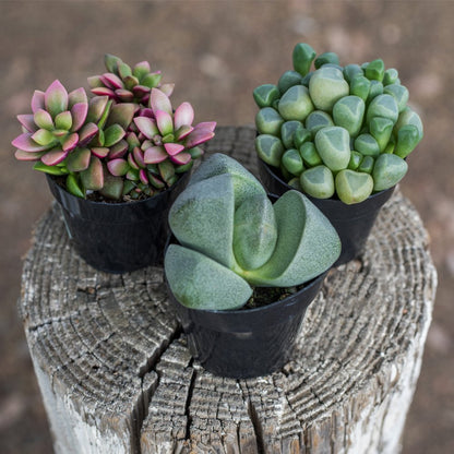 Altman Plants, Mimicry Succulents Plants Live Mini Succulents (4 Pack), Lithops Live Plants Outdoor or Live Indoor Plants, Living Stones Succulent Plants Live Houseplants, Succulent Plant House Plants