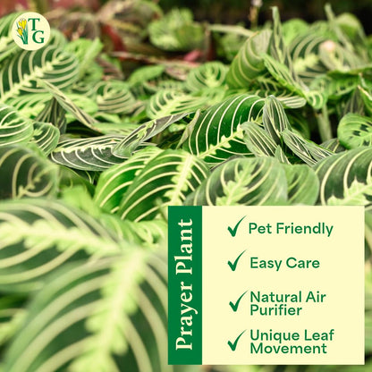 Thorsen's Greenhouse Lemon Lime Prayer Plant, Live Indoor Plant, Pet Friendly, Attractive Houseplant, Lemon Maranta, Natural Air Purifier, Easy to Grow, 4" Diameter Pot (Black - Hanging)