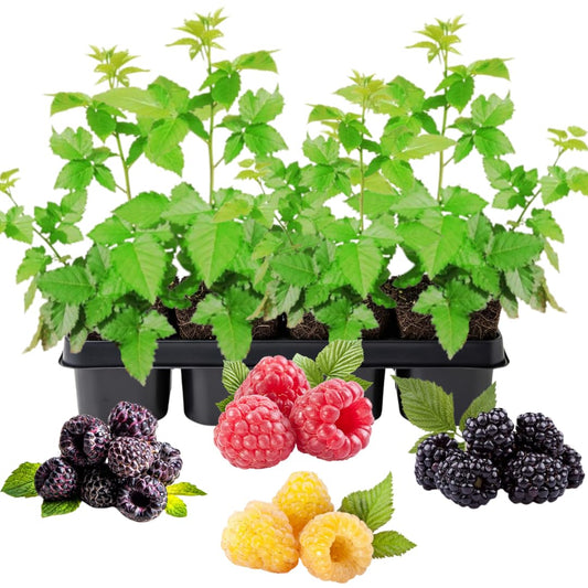 4 Mixed Raspberry Plants Live, 5-9 Inch Tall, Raspberry Fruit Trees for Outdoor Growing, Raspberry Seedling