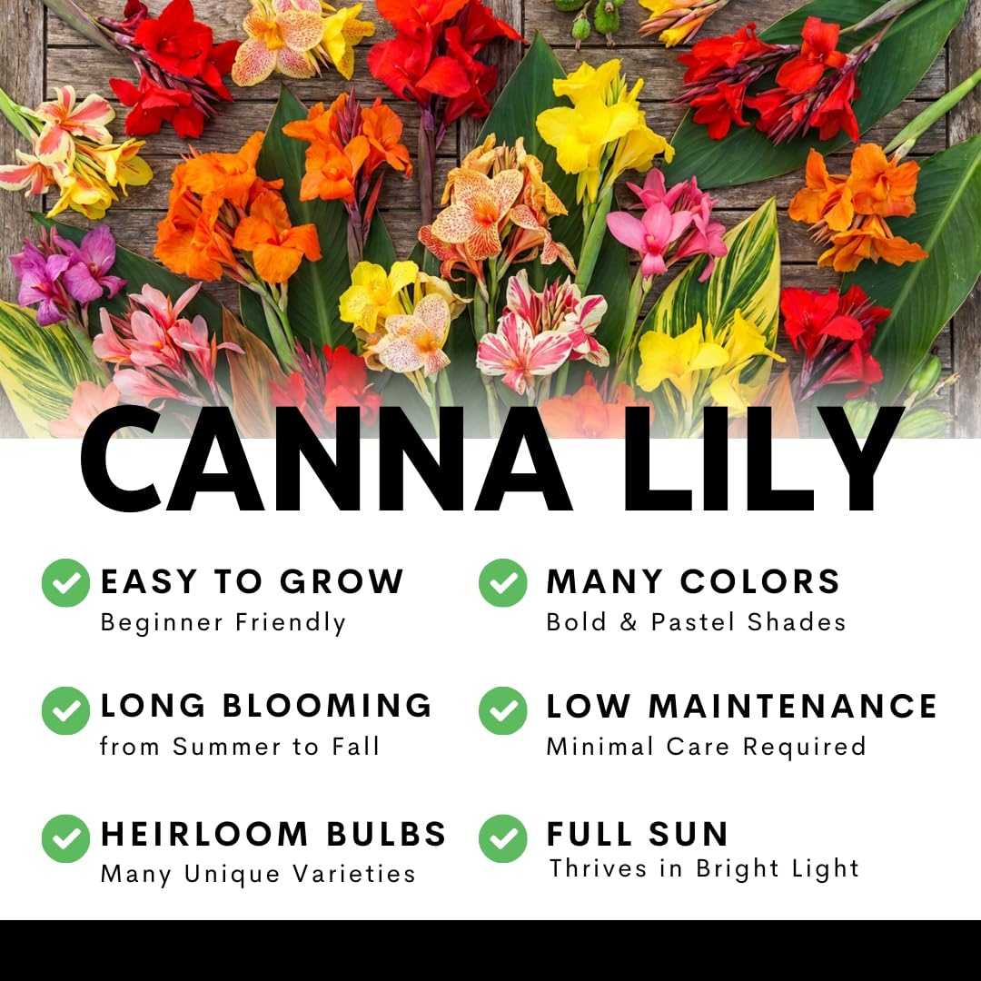 Pretorian Canna Lily Premium Bulbs – Variegated Yellow & Green Foliage with Bright Orange Blooms – Tall Tropical Summer Flowering Bulbs (1 Bulb)